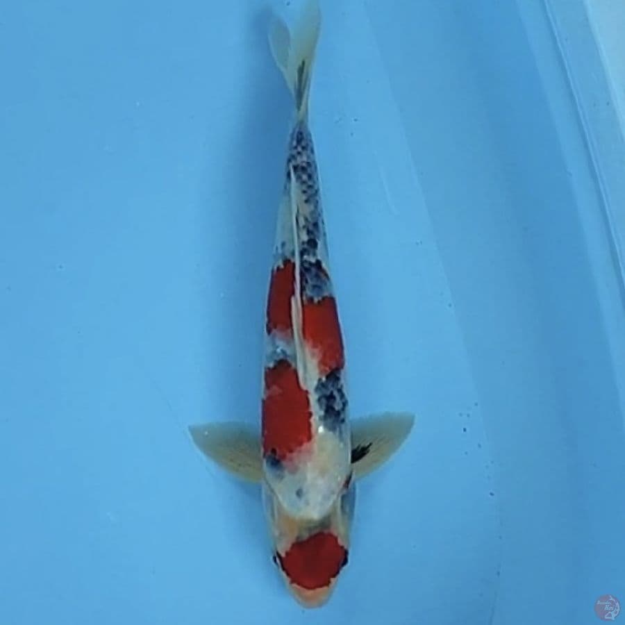 maruten showa 28cm/male