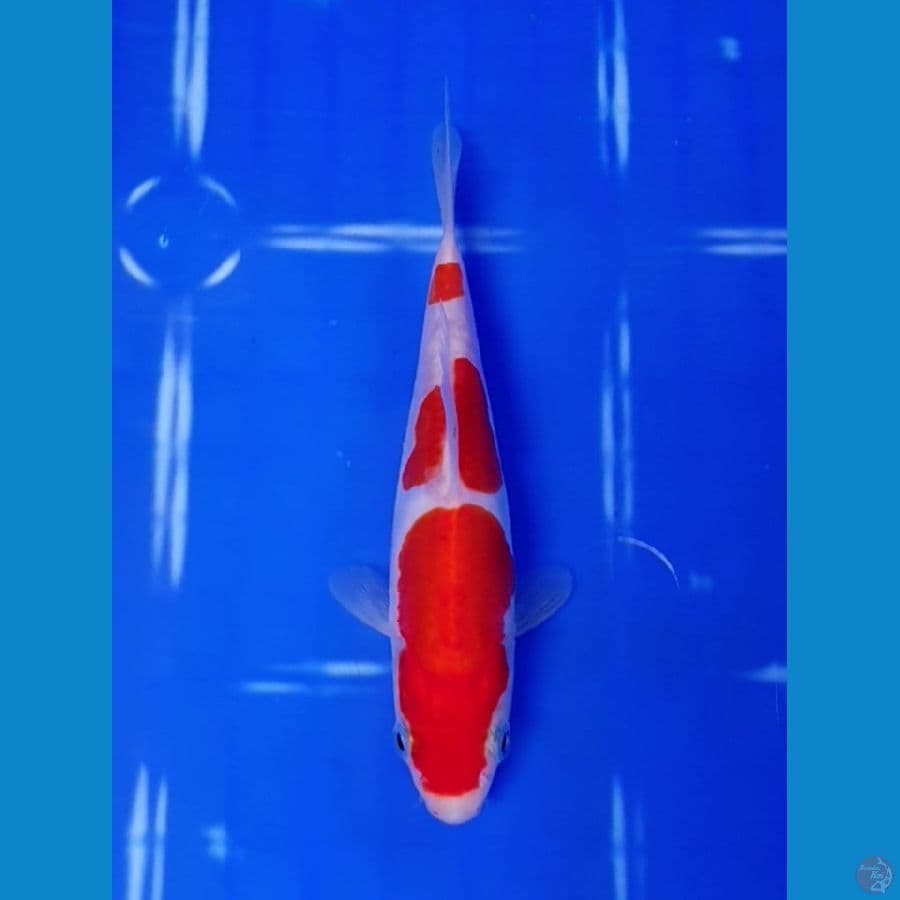 Doitsu Kohaku SQ 14cm