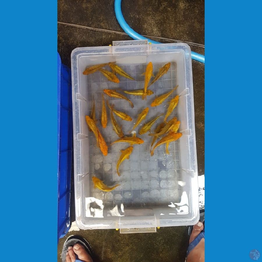 Paket polosan mix fuull ginrin 20ekor 12-14cm grad A bakat jumbo