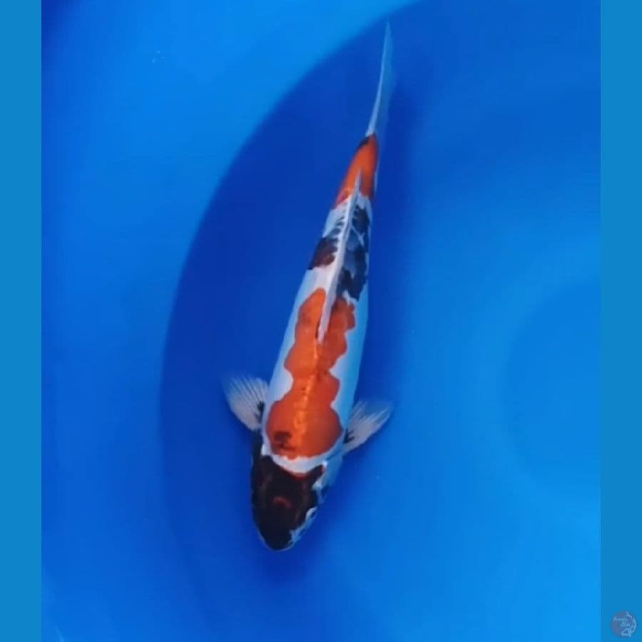 kikokuryu jantan 32cm