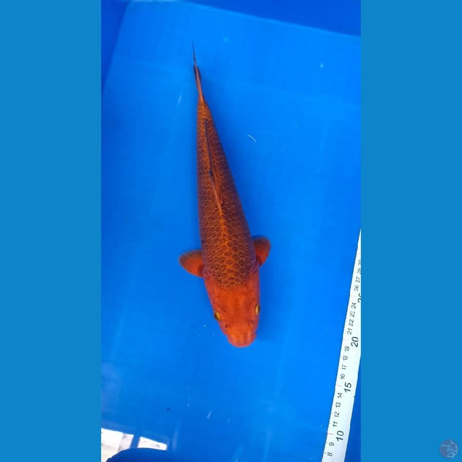 Karamel 36cm male bakat jumbo kwalitas joosss