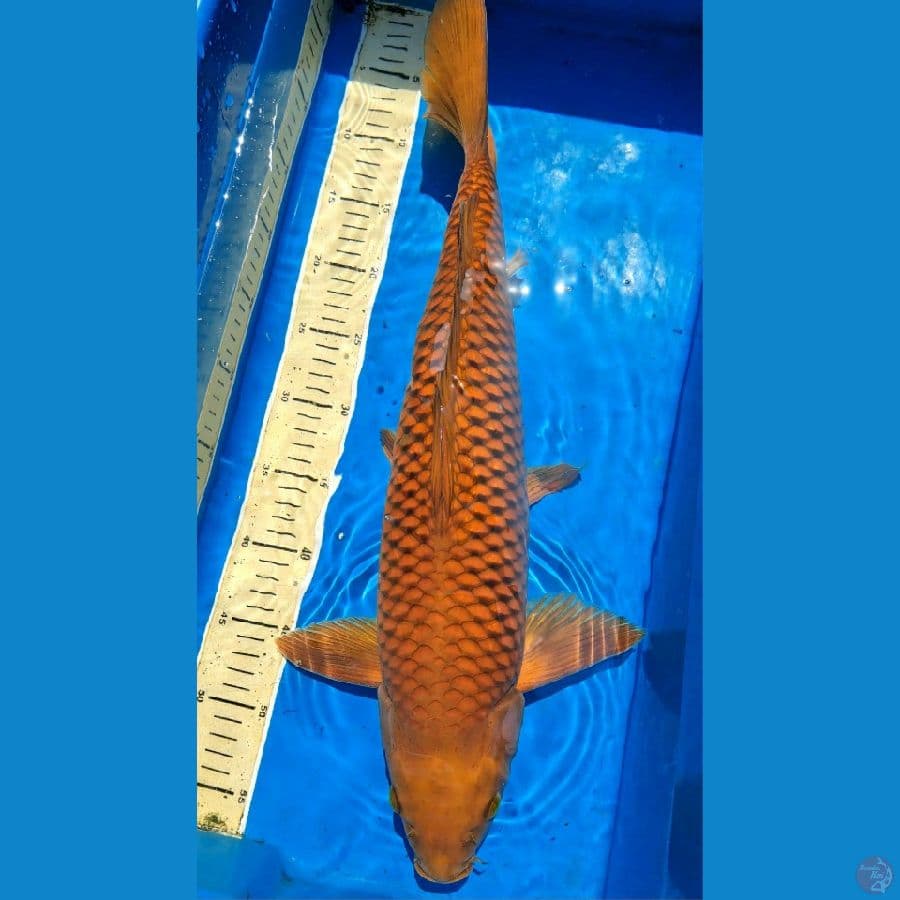 Chagoi tembaga 53cm