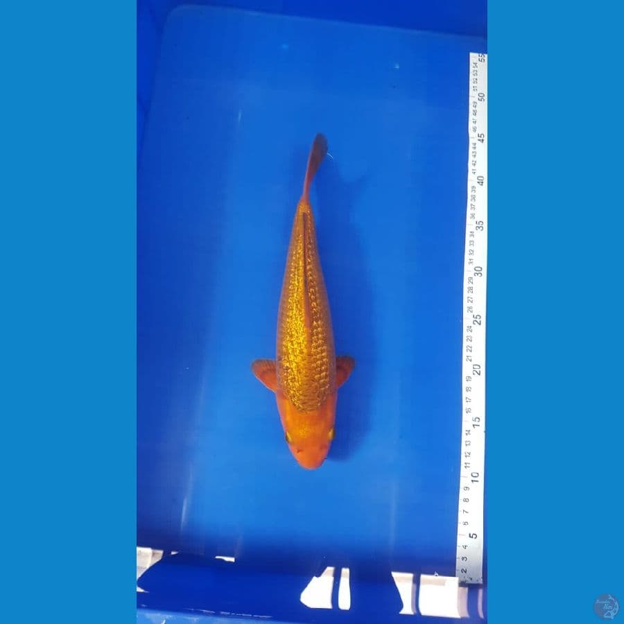Karamel fuull ginrin 32cm male baby face bahan show