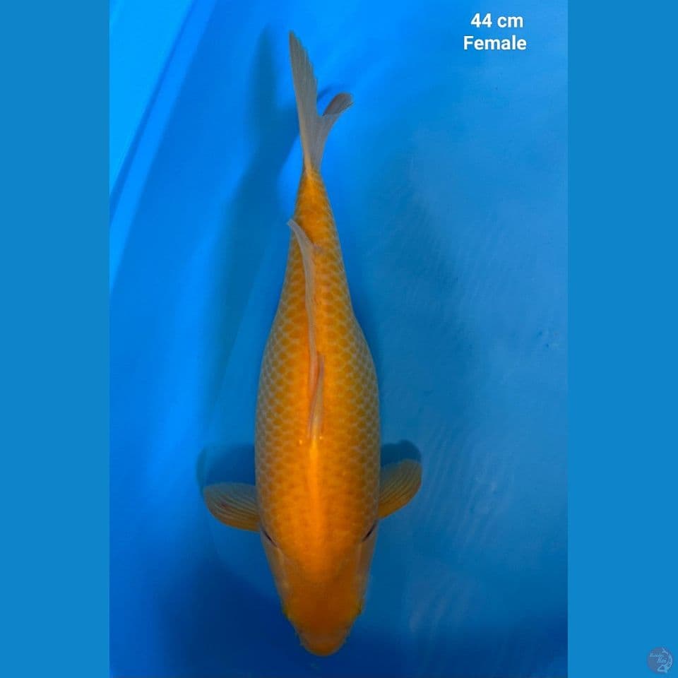 Karasi Jagung 44 cm