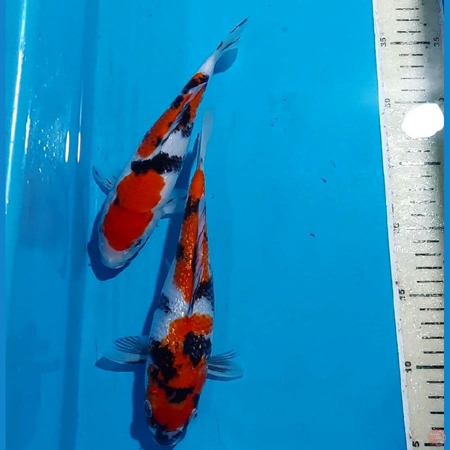 SANKE & SHOWA GINDRIN 21&23 CM