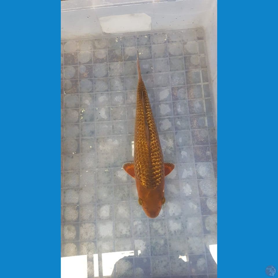 karamel kadogin 30cm male baby face ready show
