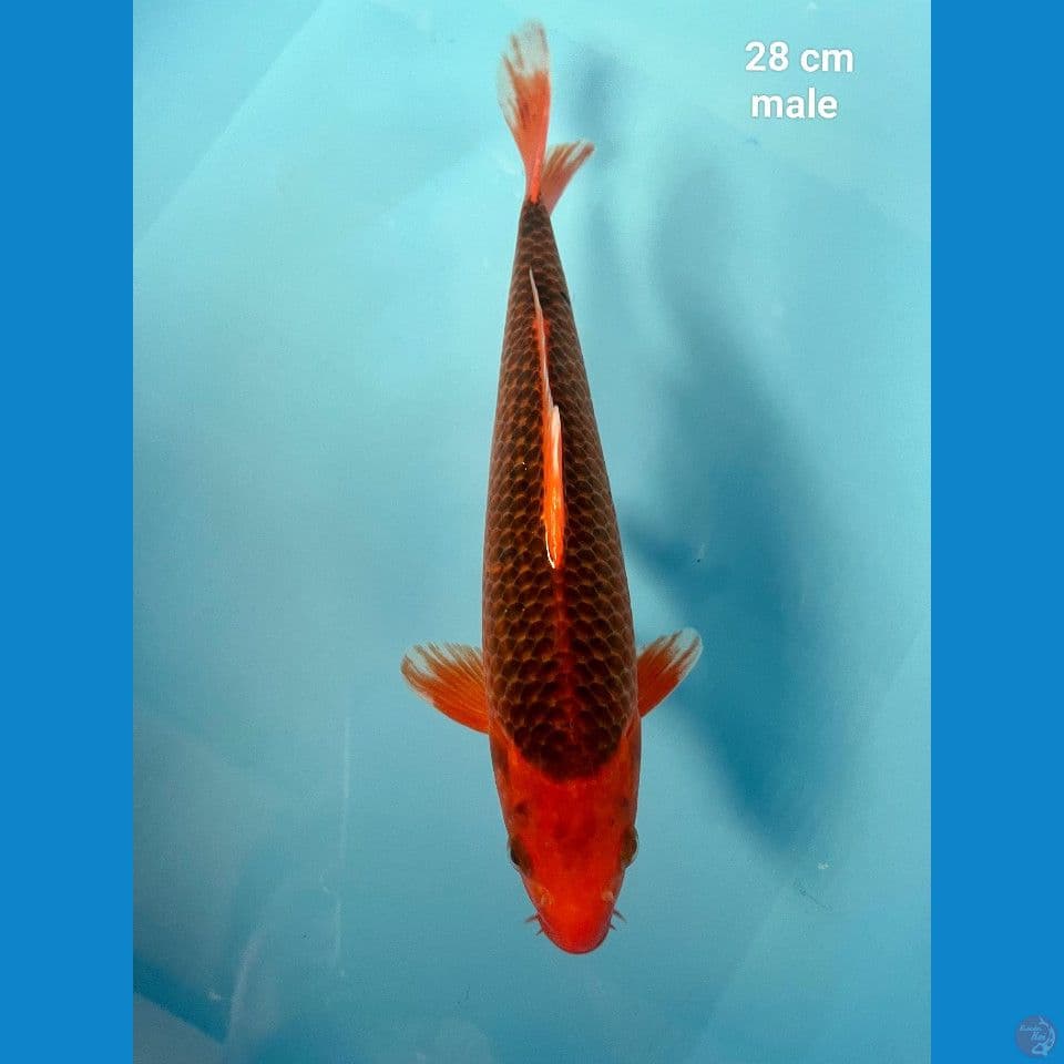 Akamatsuba 28 cm