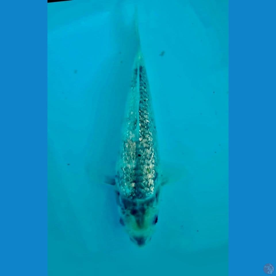 Siro full gingrin tategoi 27cm