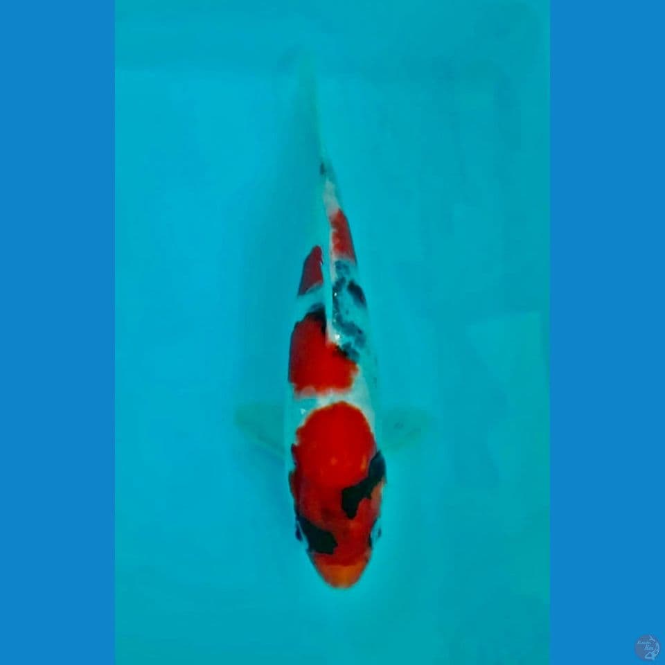 Sowa tategoi 25cm
