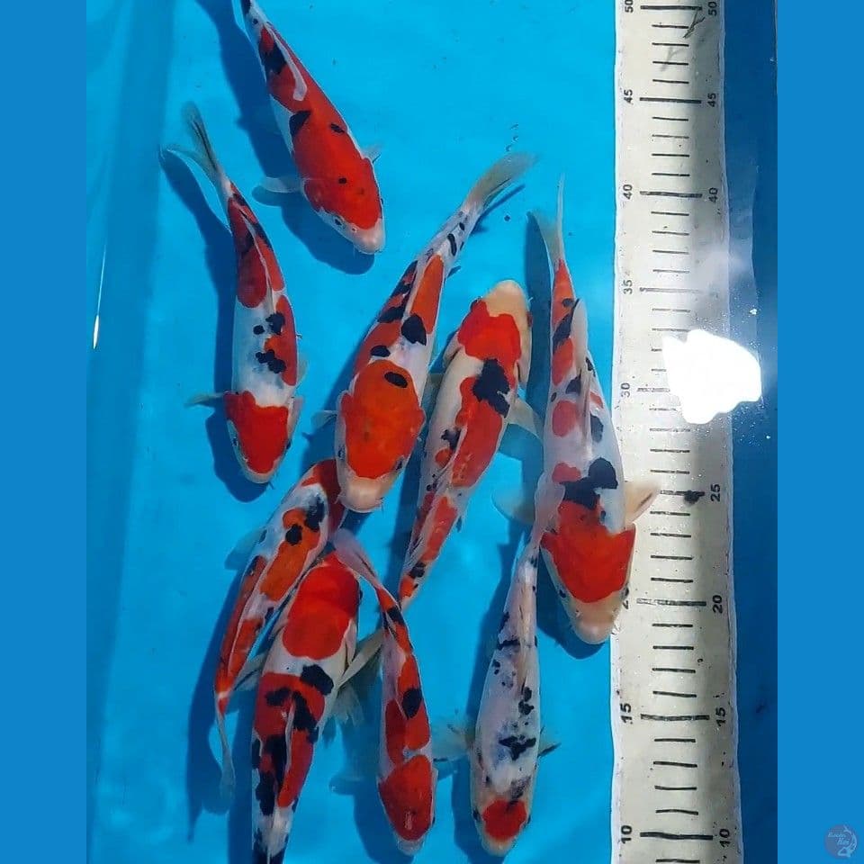 SANKE 14-19 CM PROSPECK 9 EKOR