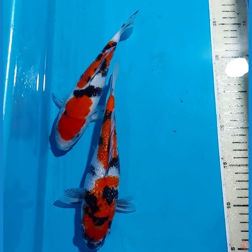 SANKE SHOWA 21&23 CM