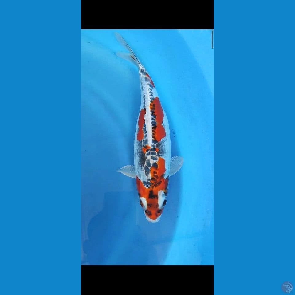 benykiko 37cm