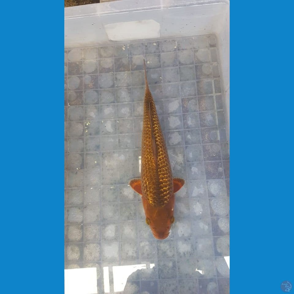 Kadogin 31cm male SQ