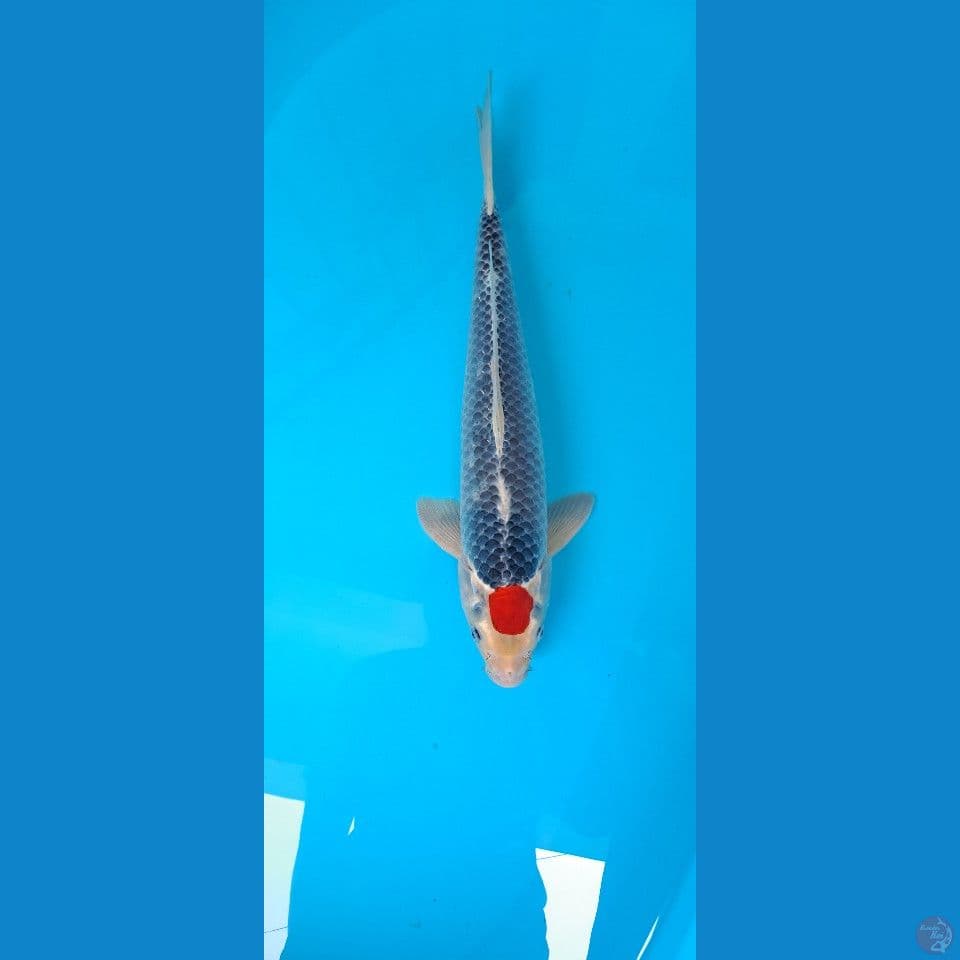 tanco ghosiki original 42cm male
