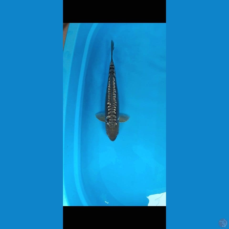 aragoke 39cm male