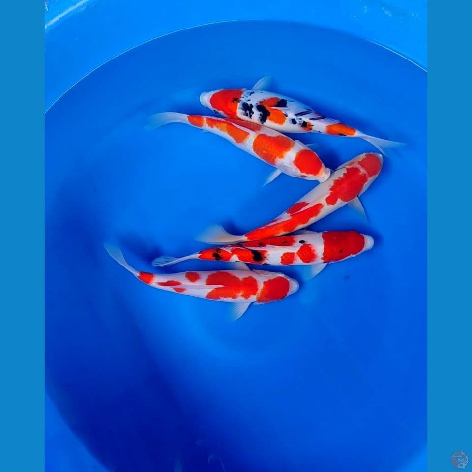 27-30cm Kohaku Sanke