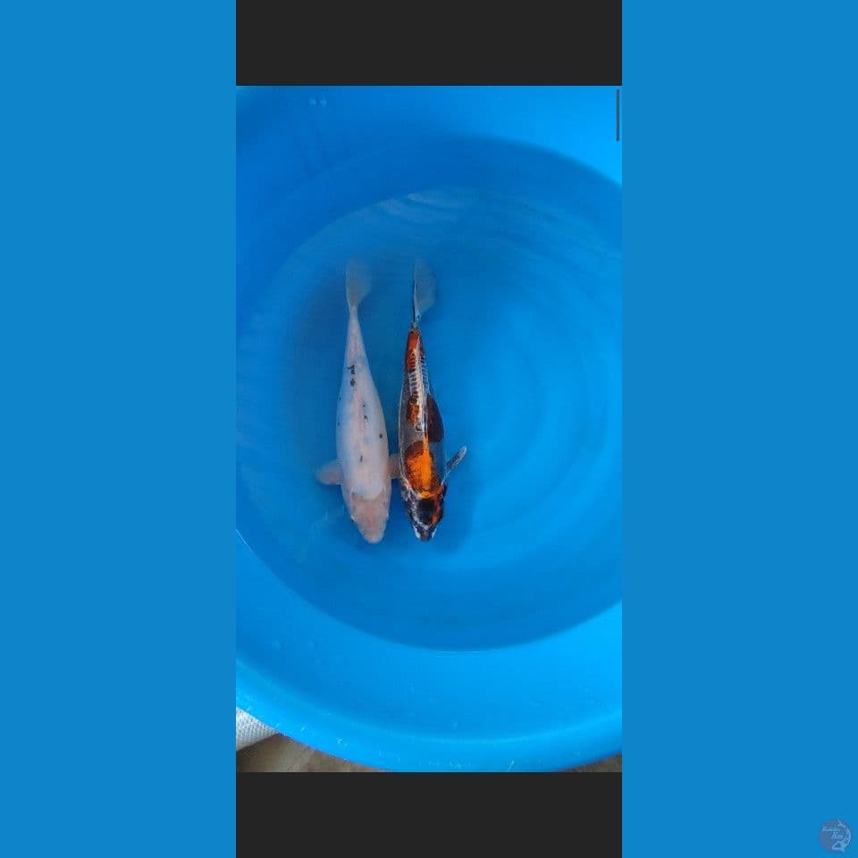 30cm
