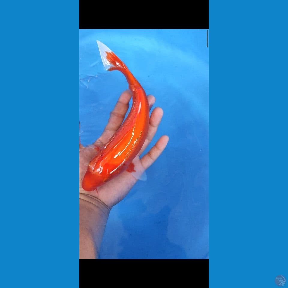 28cm akahajiro