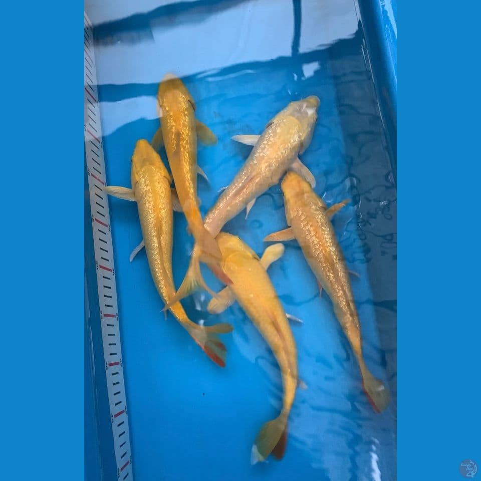 paket karasi 28-31cm