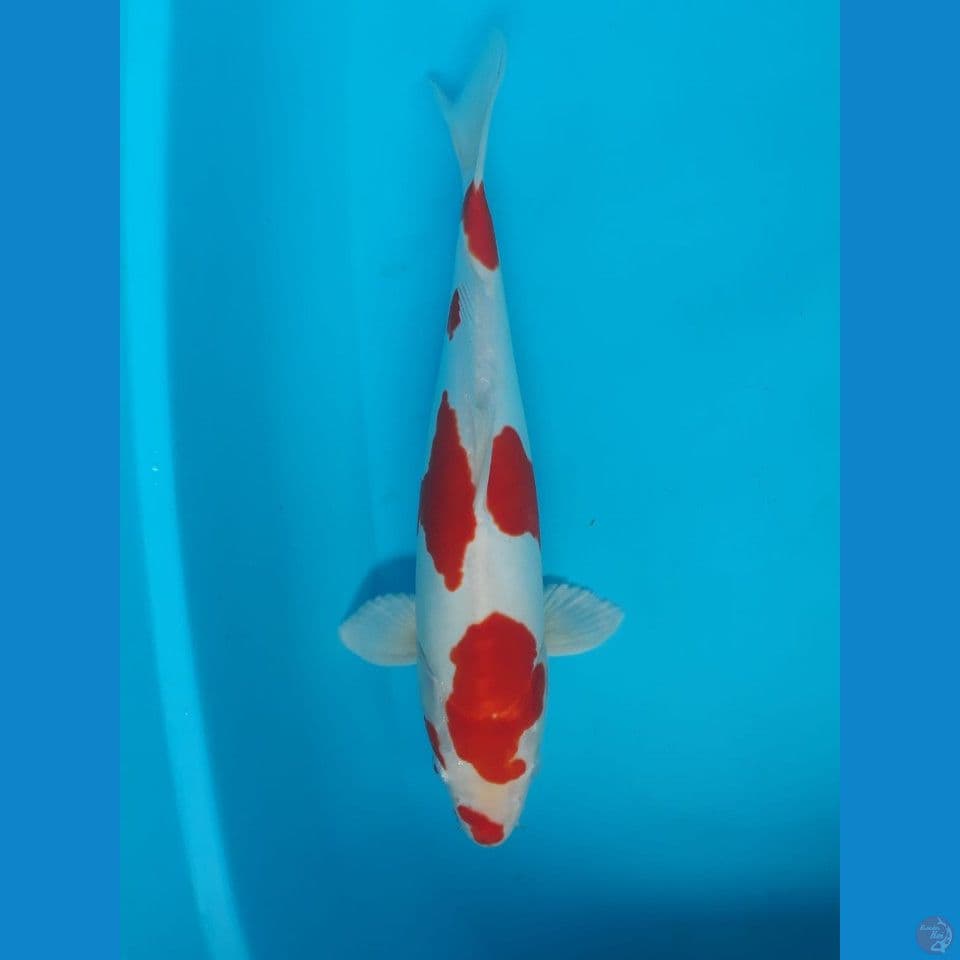 kikushui 36 cm