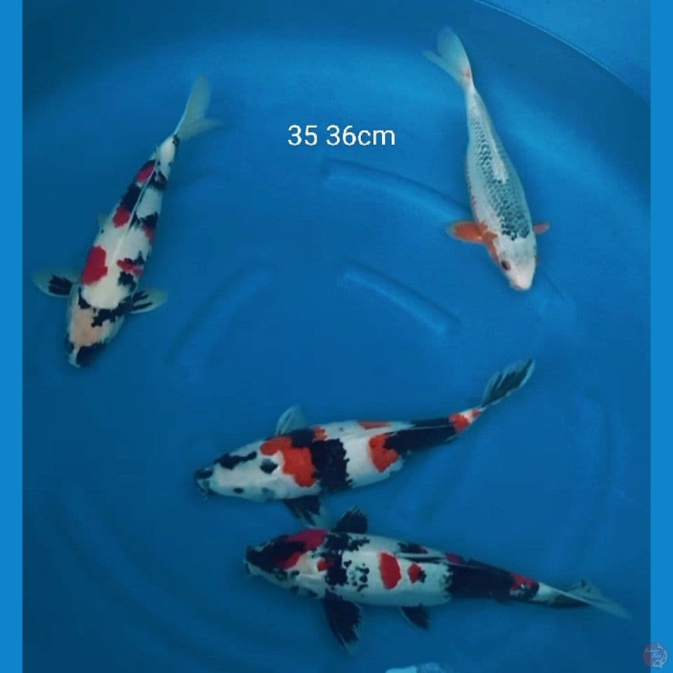 SHOWA DAN ASAGI 35 36CM
