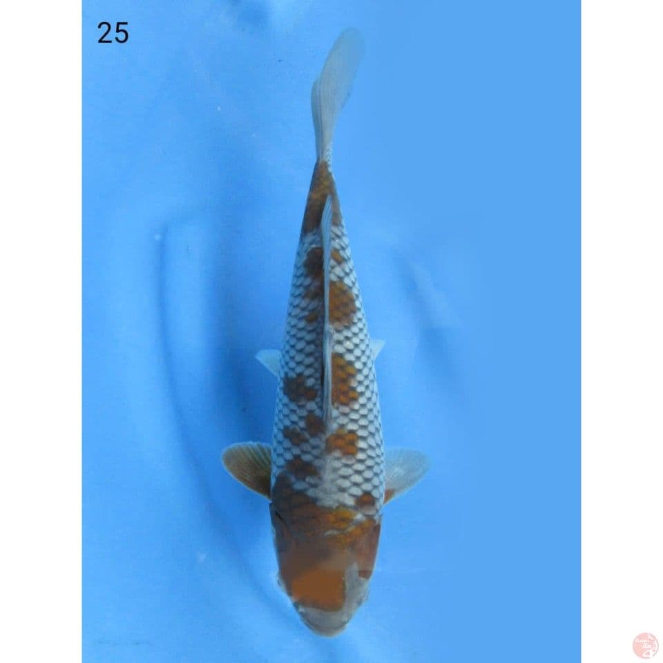 Ochiba - 25cm