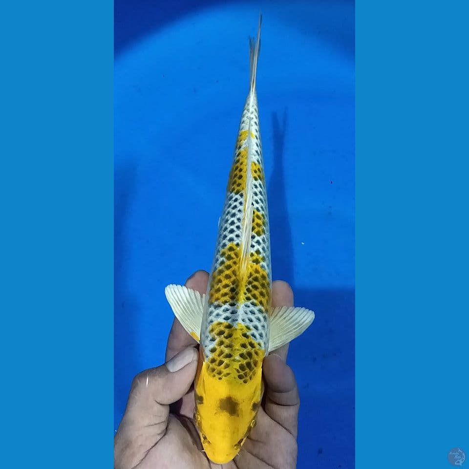 KIN KUJAKU M 27CM