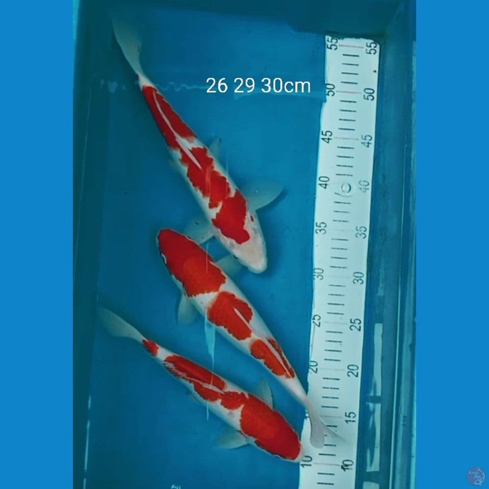 Kohaku 26,29,30cm