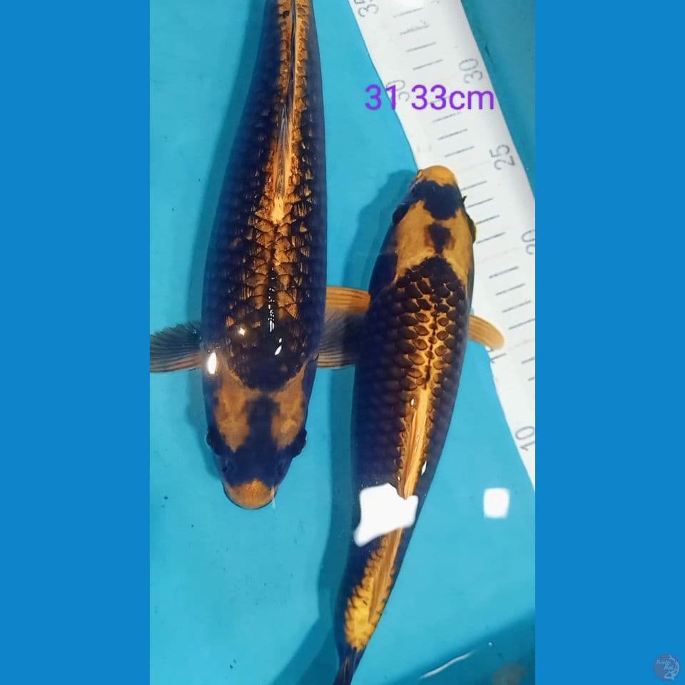 Kabuto gold 31 33cm