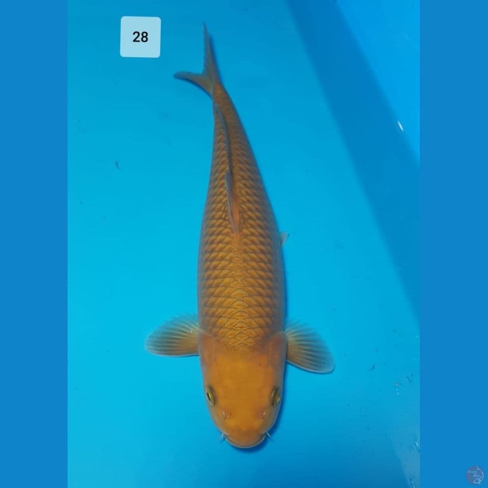 chagoi