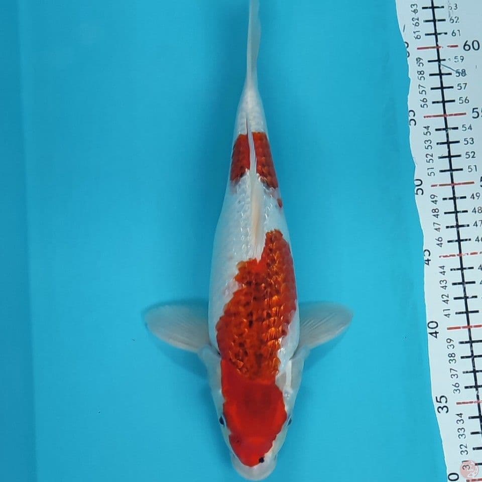 Aigoromo ginrin 33cm male