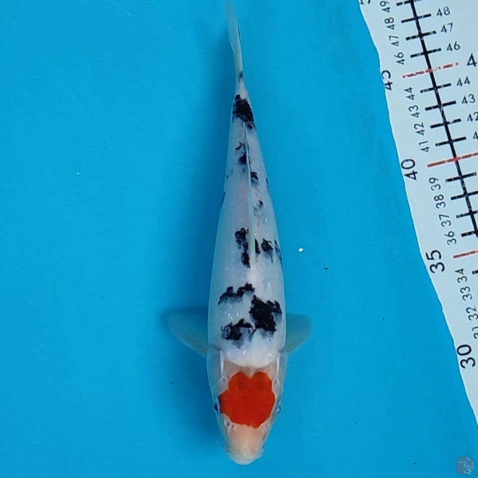 thanco sanke 24cm