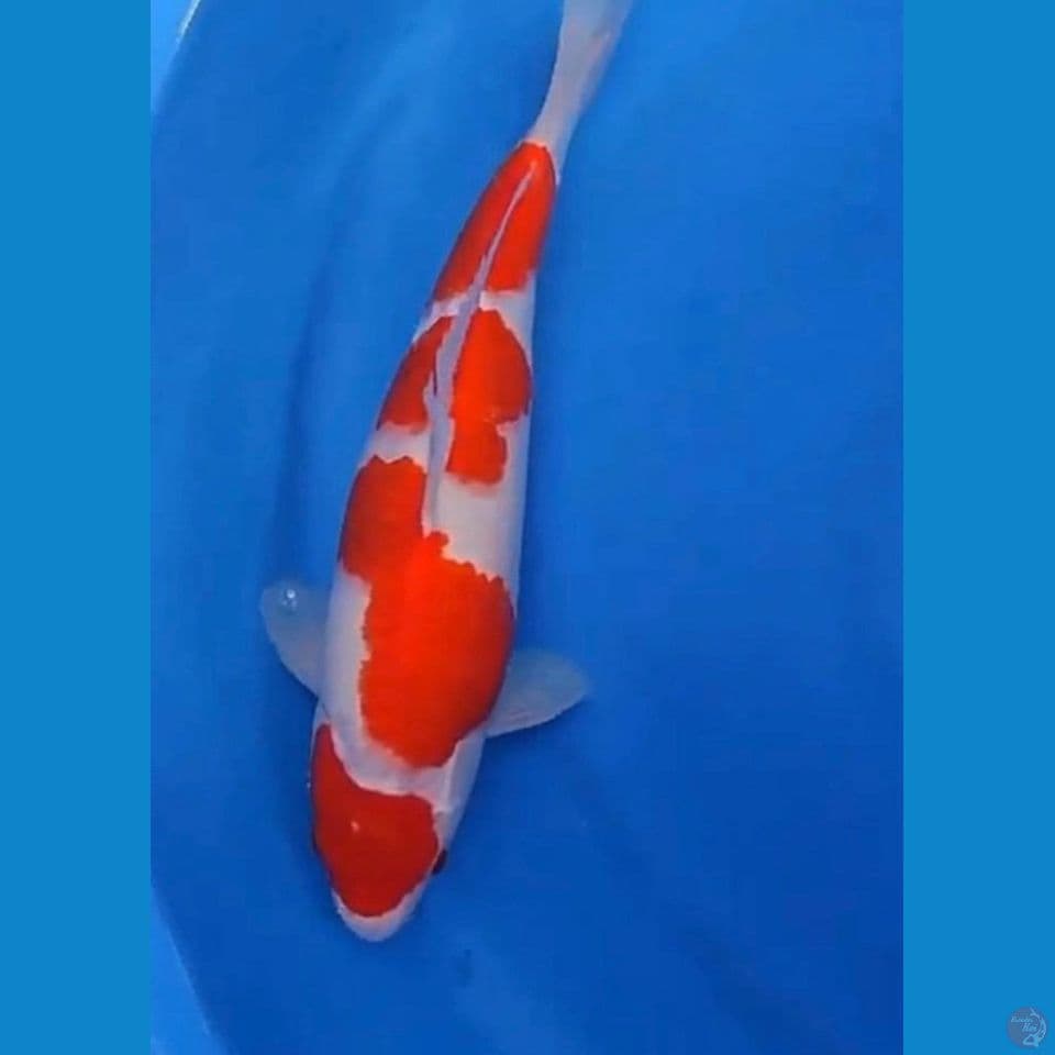 Kohaku Bulky