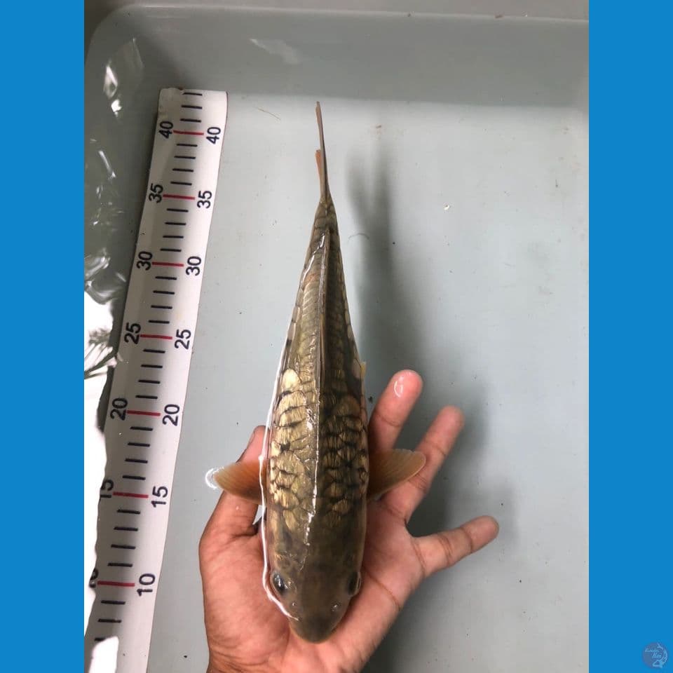 aragoke ful 30cm