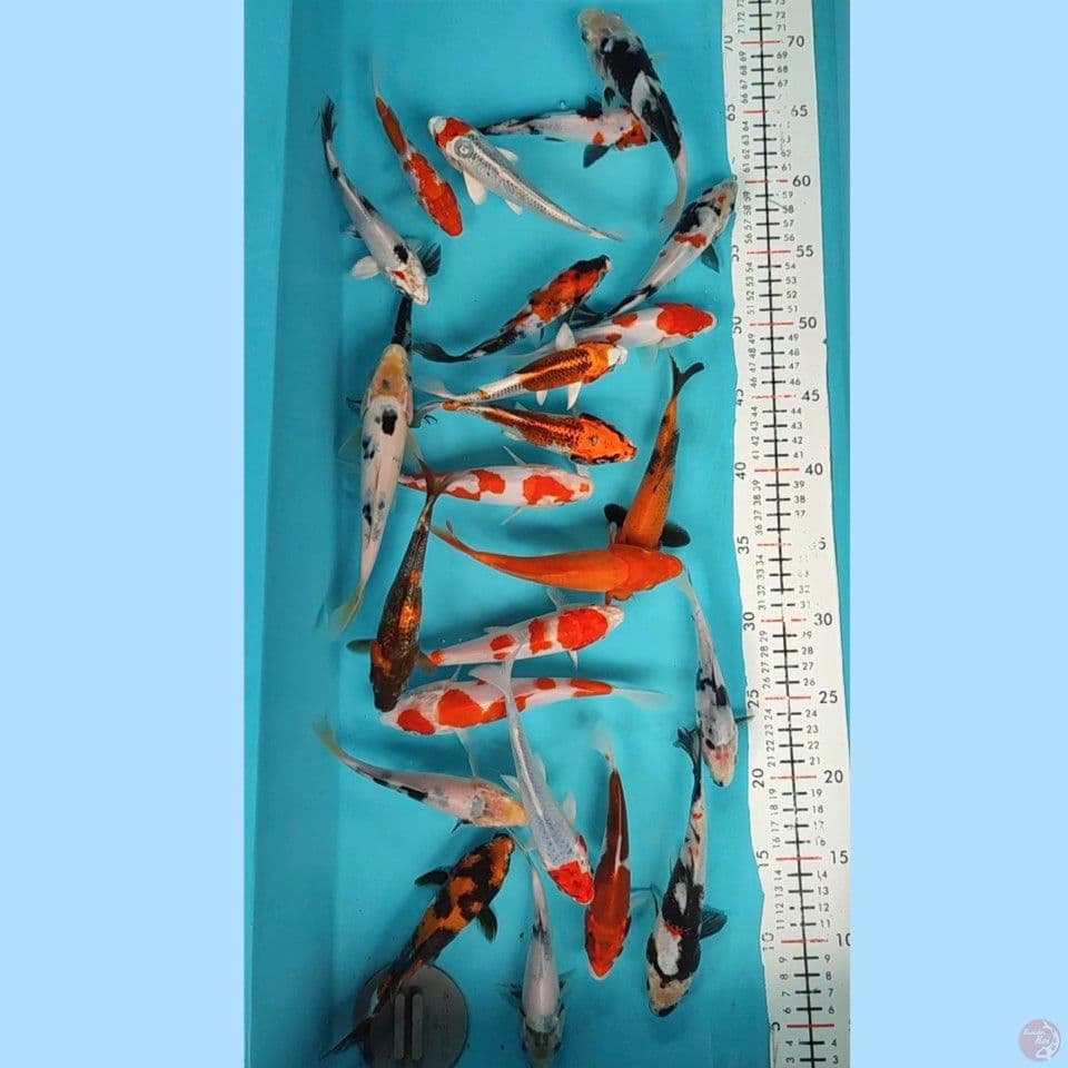 mix 15-20cm..25ekor