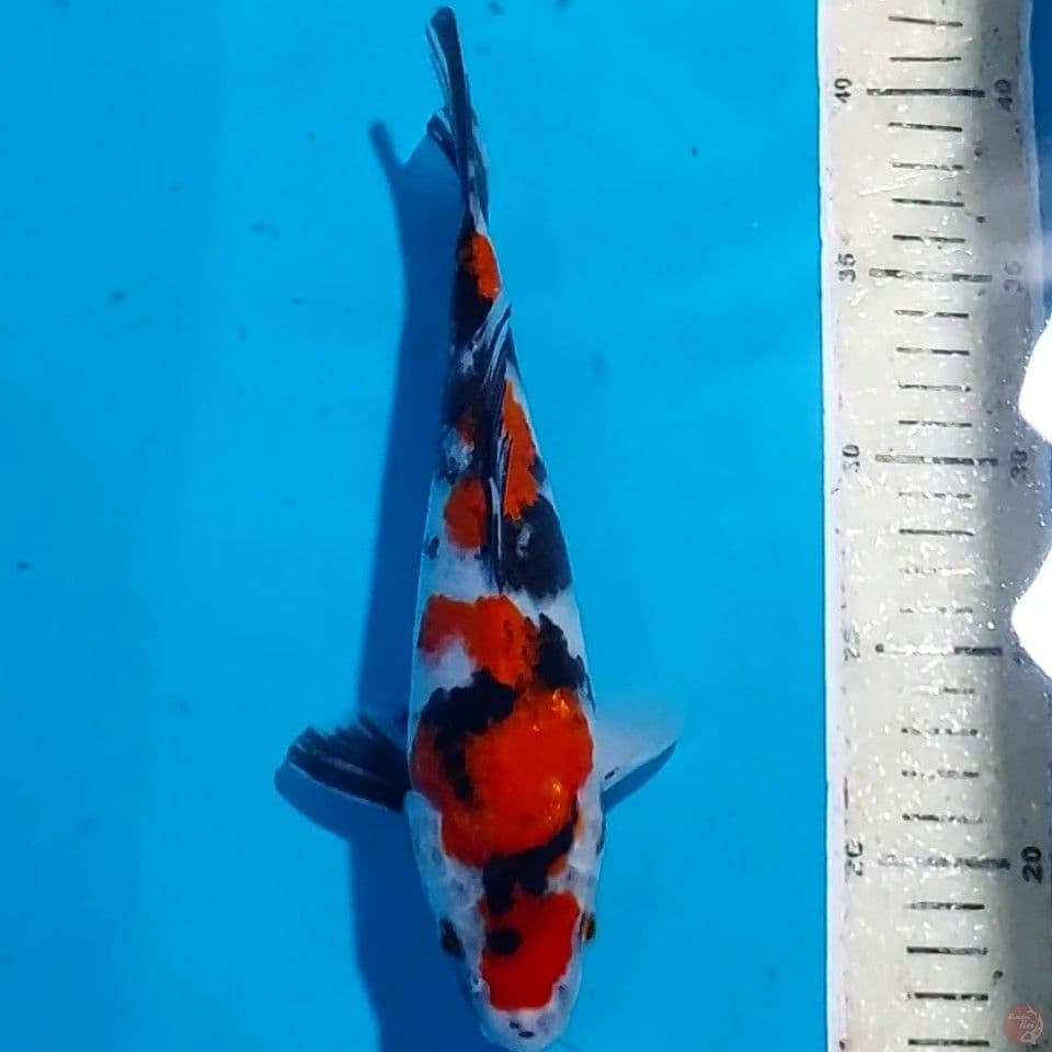 Sanke 24 cm
