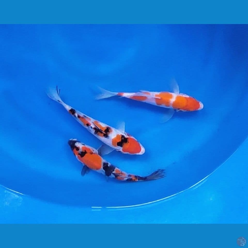 mix 3 ekor 20cm