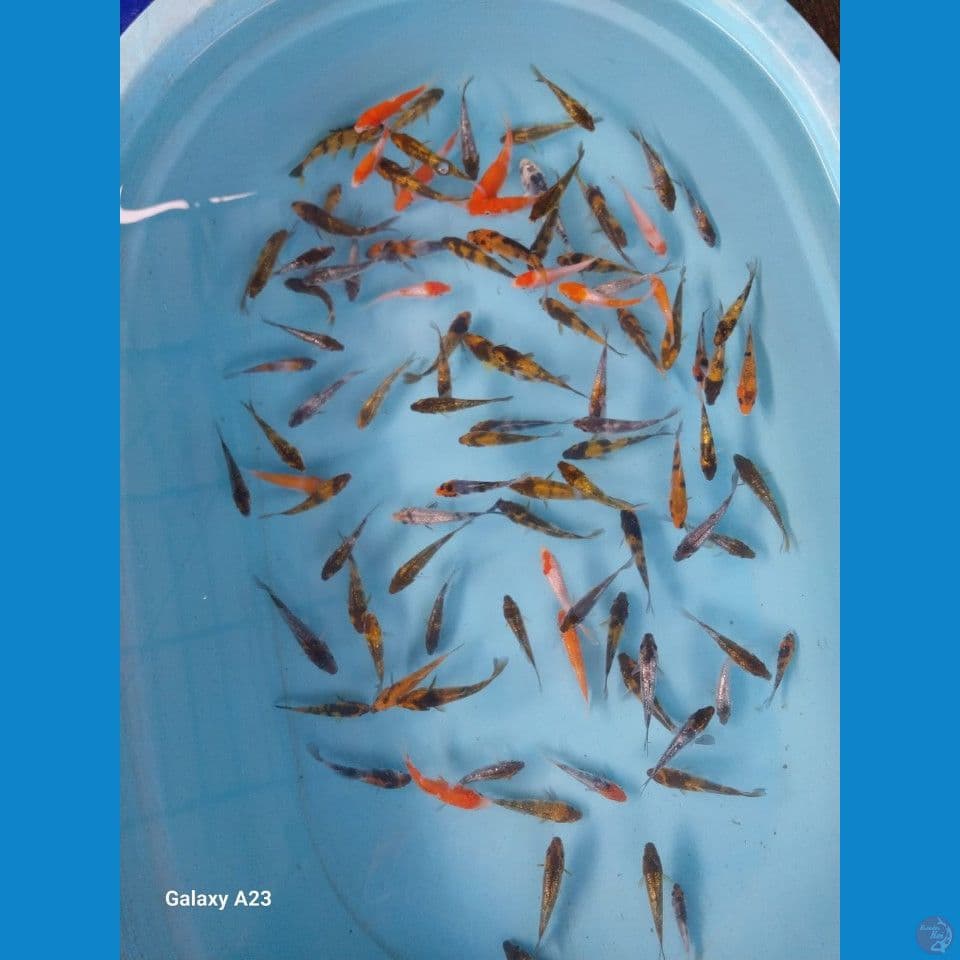 Bibitan sz 8 - 11Cm (100 ekor)