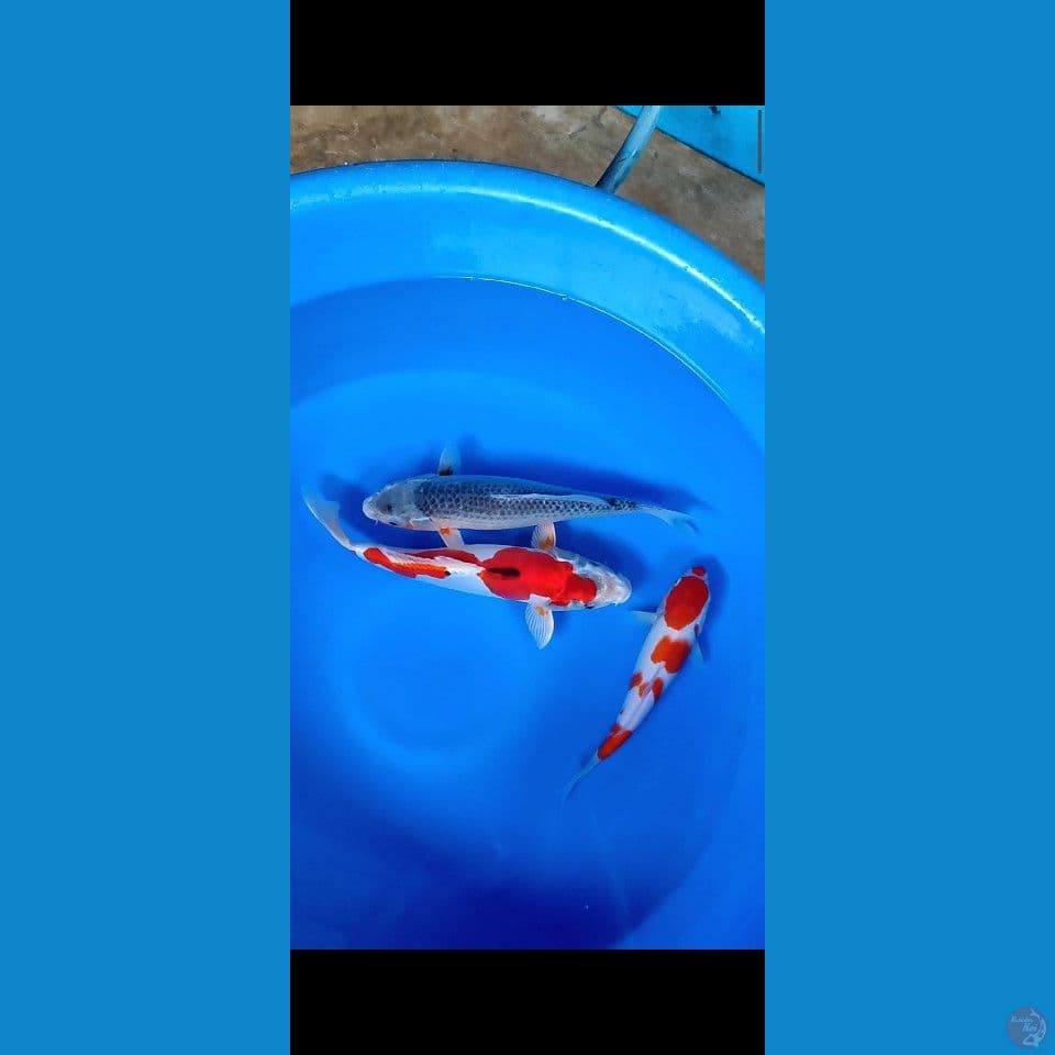 mix 27-35cm