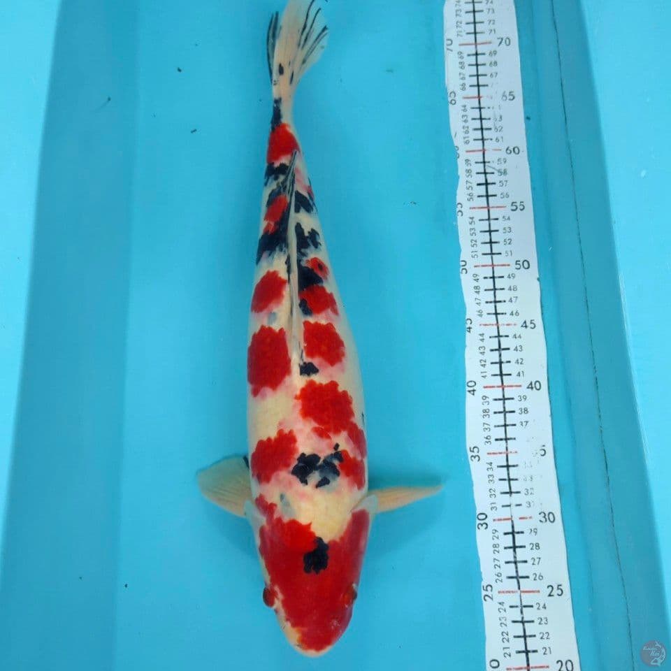 shanke 50cm Male