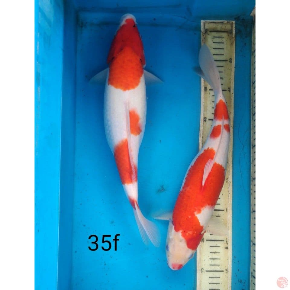 kohaku, 35cm female