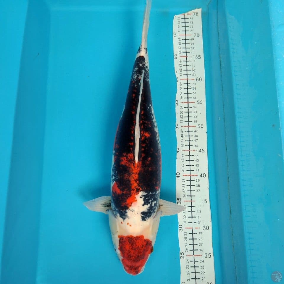 maruten beni komonriyu 50cm/gendong telor