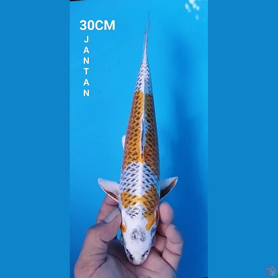 KUJAKU 30CM JANTAN