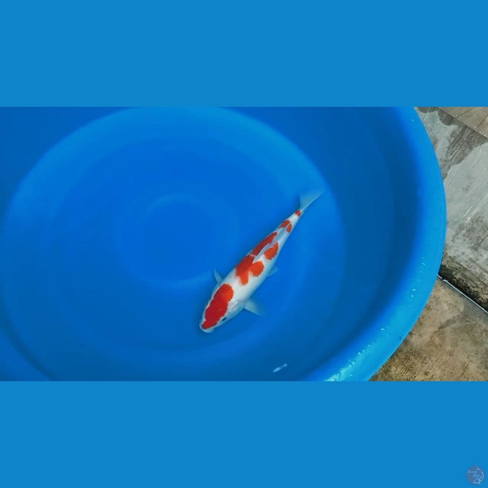 Kohaku 32cm