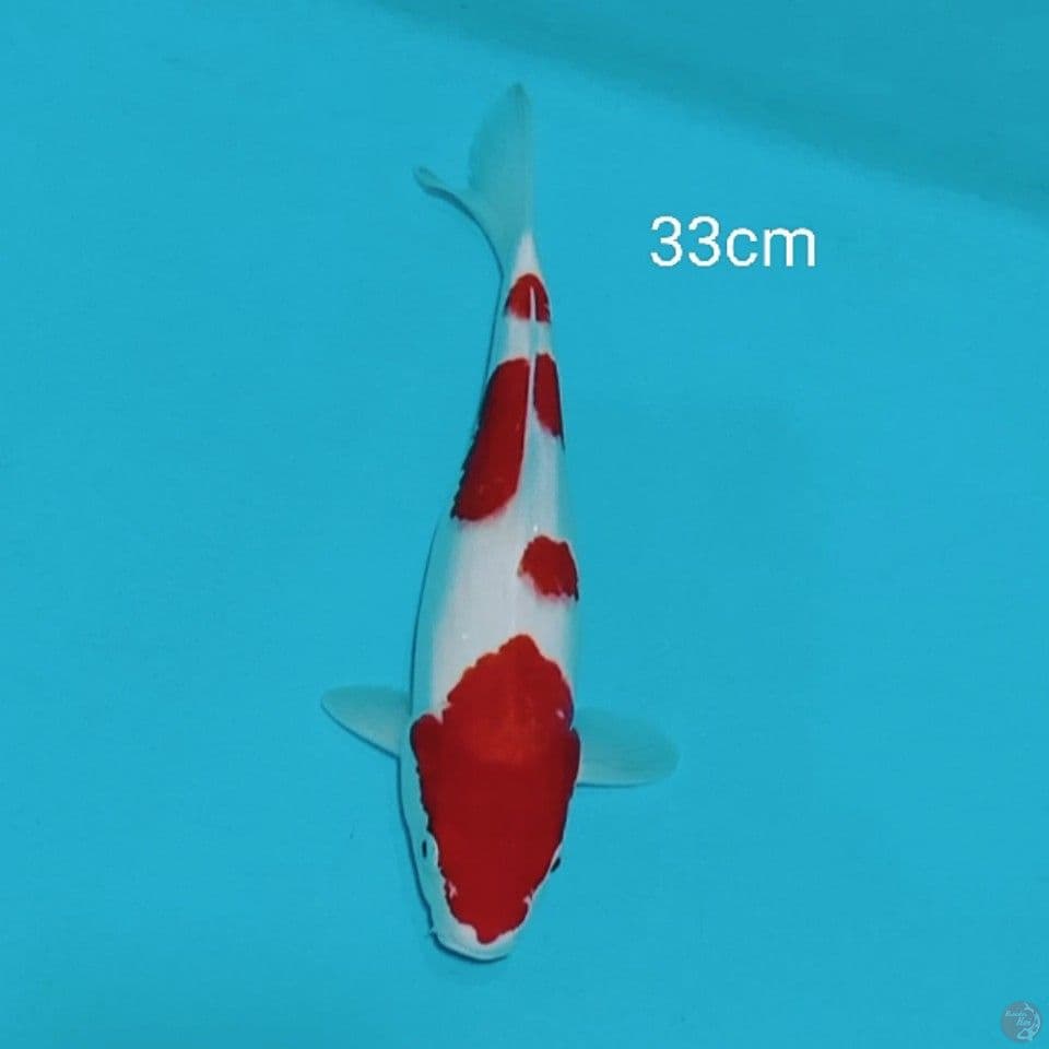 KOHAKU 33CM