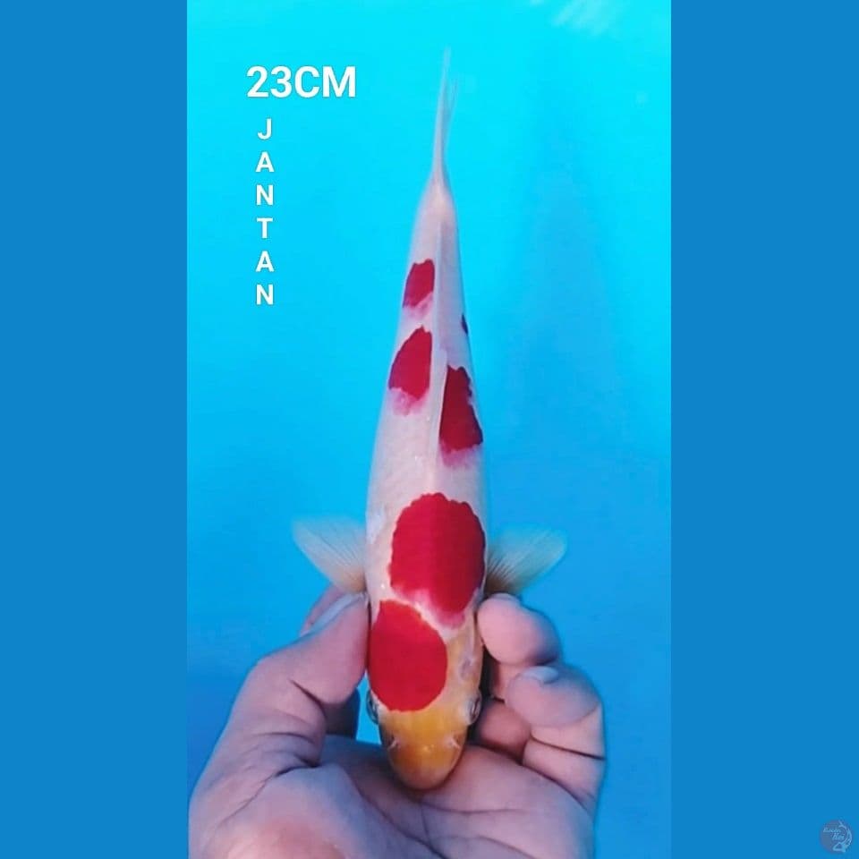 ORIGINAL KOHAKU 23CM JANTAN
