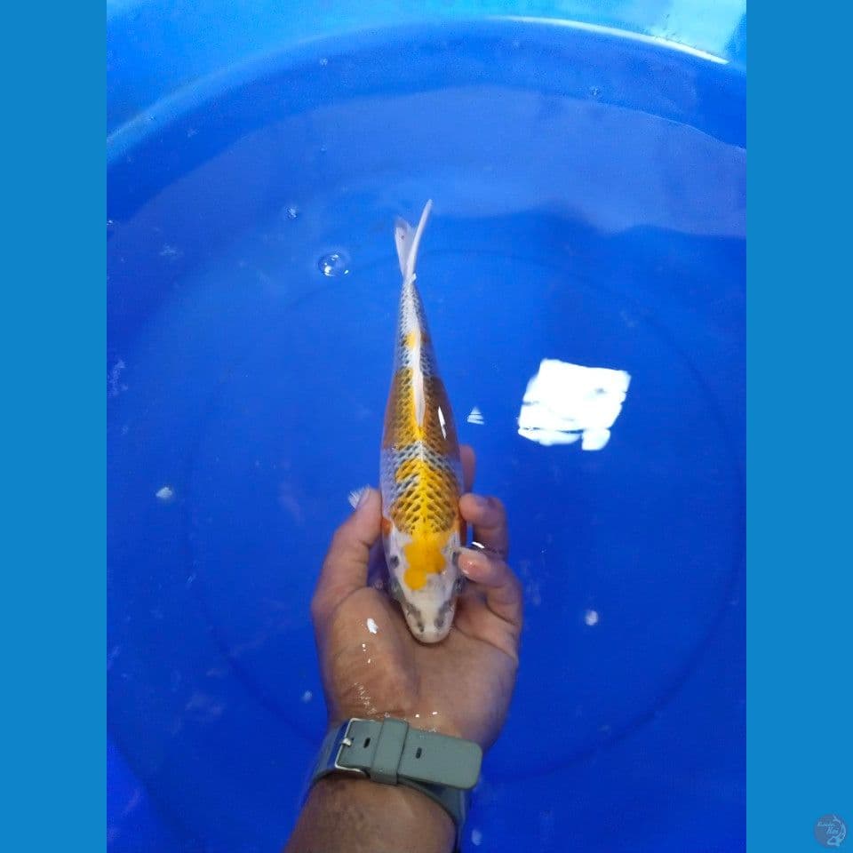 kujaku 28 cm