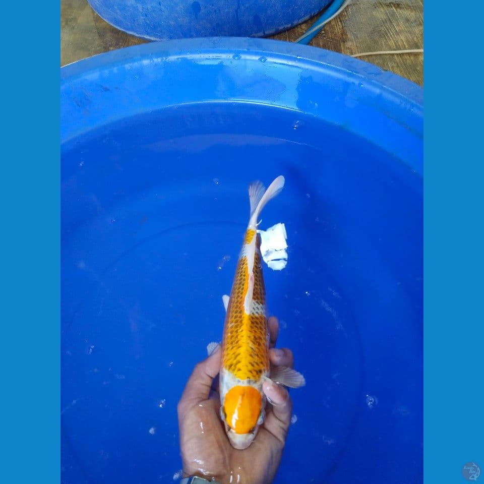 32 cm
