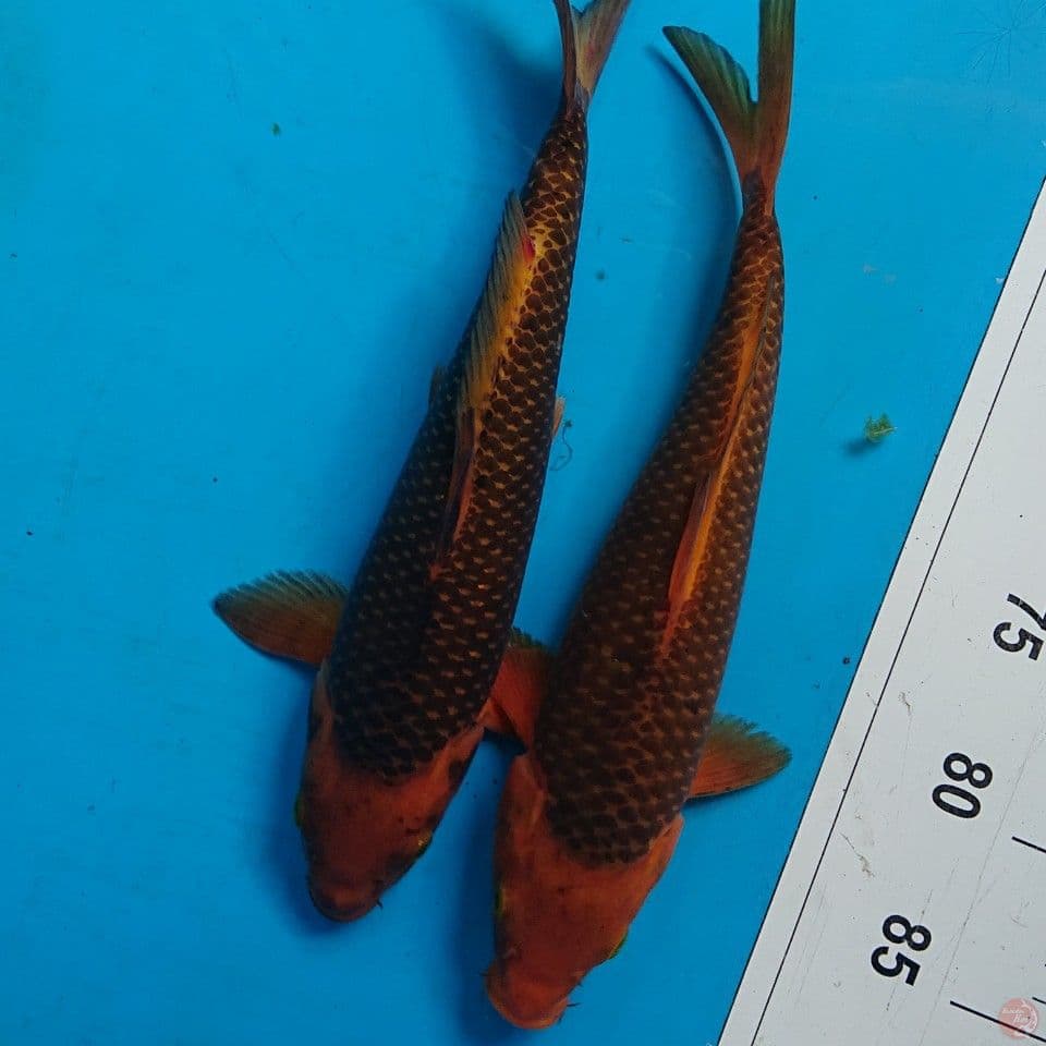 DUO KARAMEL 30 CM