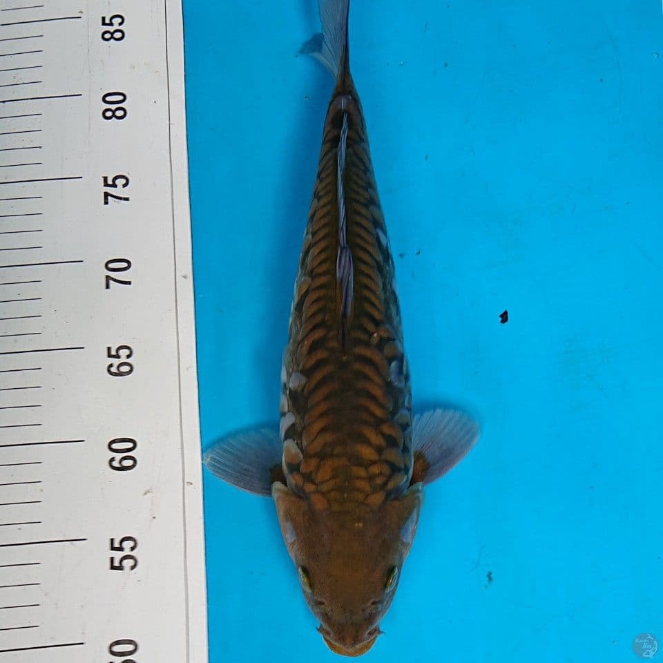 CHAGOI ARAGOKE 35 CM